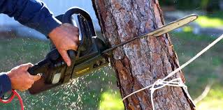 How Our Tree Care Process Works  in  Bement, IL