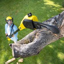 Best Tree Maintenance Programs  in Bement, IL