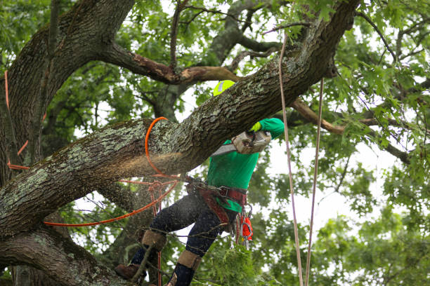 Best Fruit Tree Pruning  in Bement, IL